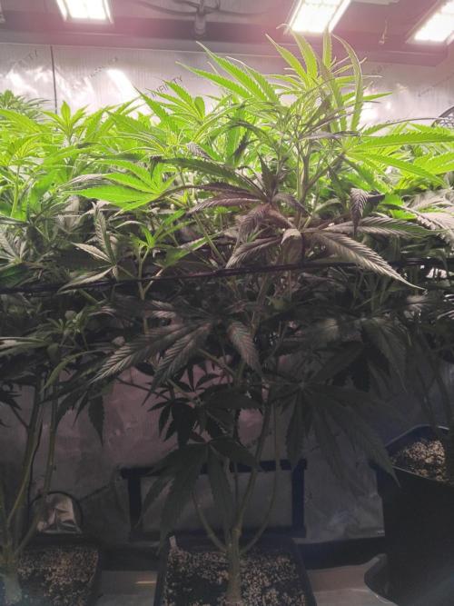 White Widow Seedsman Regular. Week 9