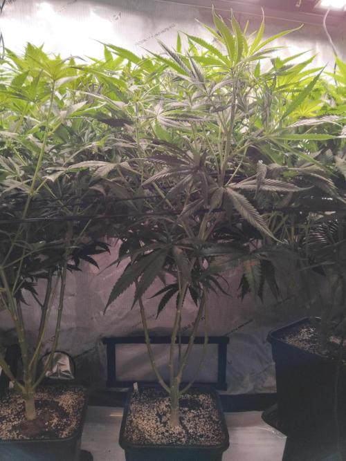 White Widow Seedsman Regular. Week 9 - Today before cleanup.