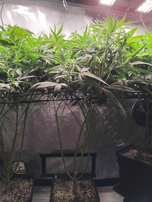 White Widow Seedsman Regular. Week 9 - Today after cleanup.