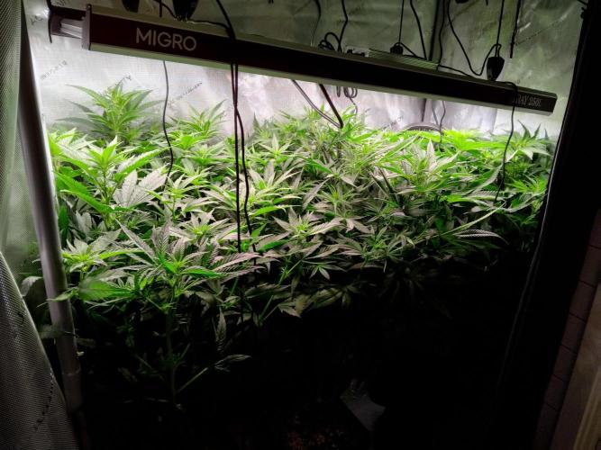 420 Fastbuds - Mystery plant from 5pack.. Week 7