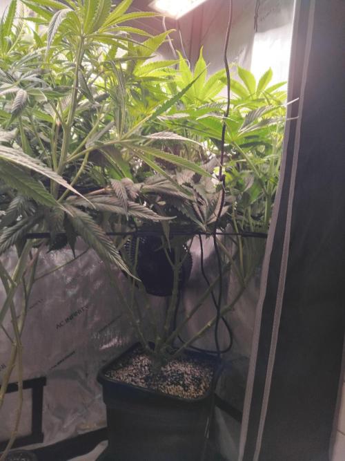 420 Fastbuds - Mystery plant from 5pack.. Week 7 - Today after cleanup.