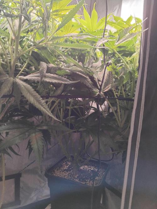 420 Fastbuds - Mystery plant from 5pack.. Week 7 - Today before cleanup.