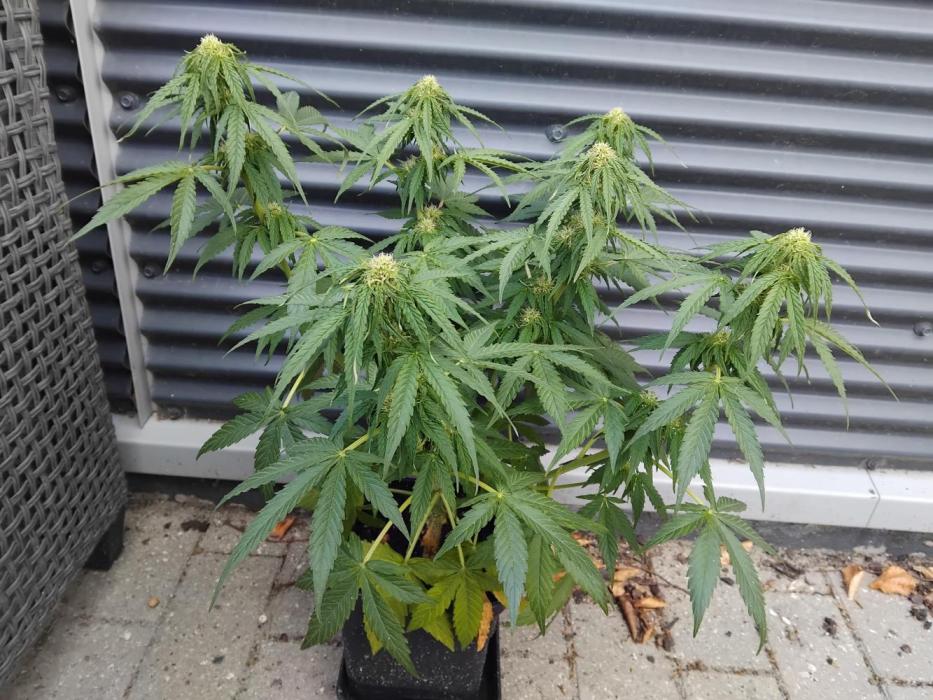 Royal Queen Seeds - Milky Way F1 Auto. Week 7