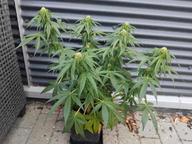 Milky Way F1. Week 7