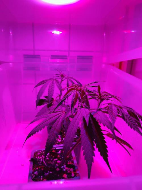Seedsman White widow reg. female clone. Week 2
