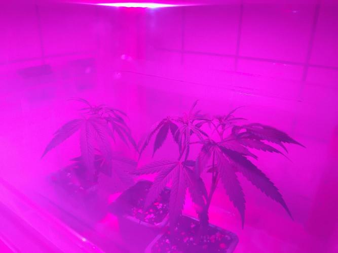 White Widow Regular. Week 2