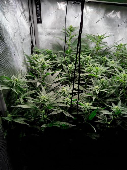Barneys Farm - O.G Kush feminized. Week 8 - There is a clear difference between the plants now.