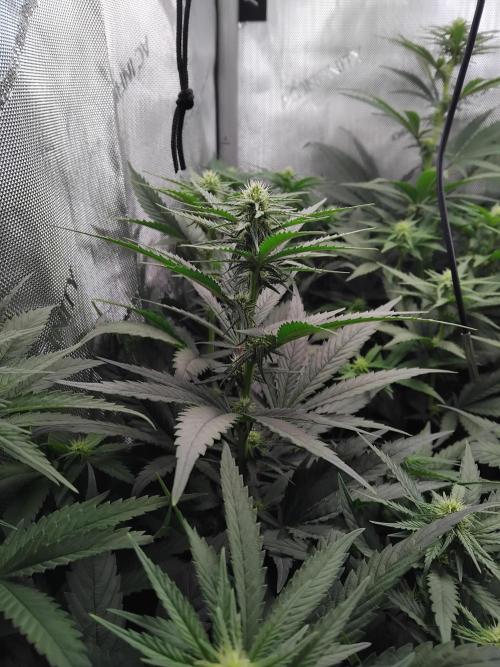 OG Kush. Week 8