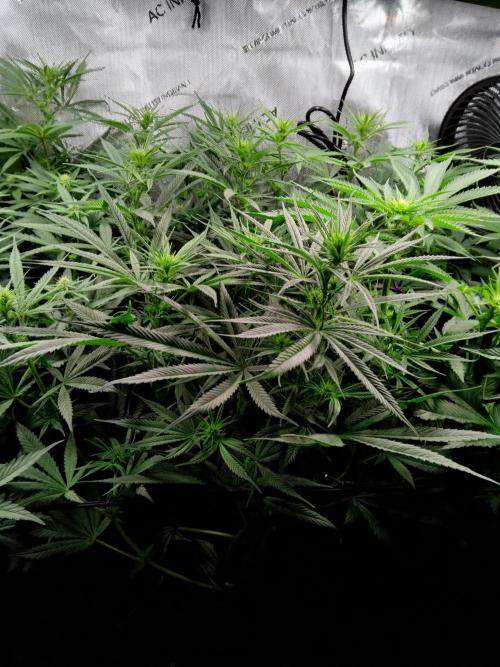 White Widow Seedsman Regular. Week 10