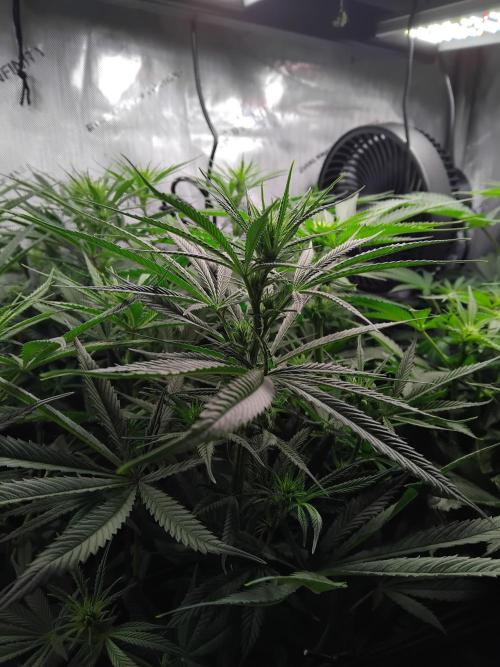 White Widow Seedsman Regular. Week 10