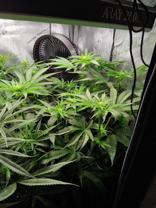420 Fastbuds - Mystery plant from 5pack.. Week 8