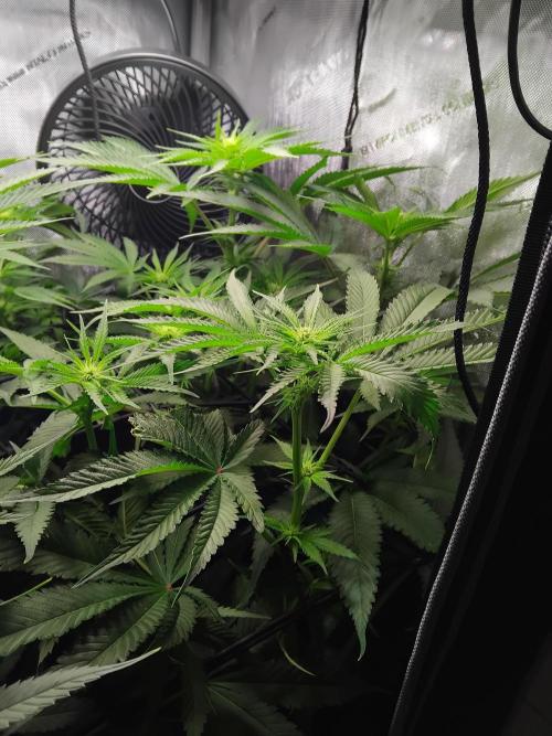 420 Fastbuds - Mystery plant from 5pack.. Week 8