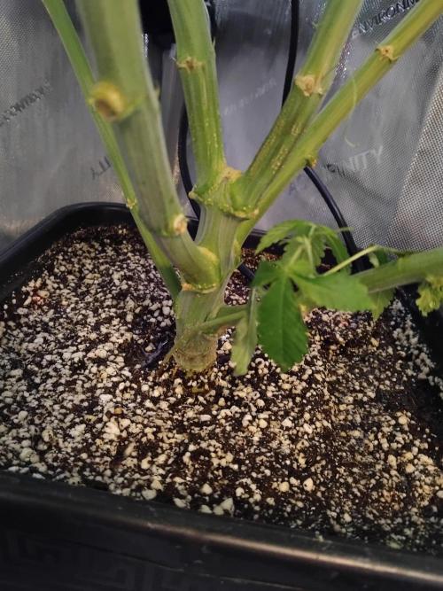 420 Fastbuds - Mystery plant from 5pack.. Week 8 - The tiny twin plant is still alive, it does not look happy though !