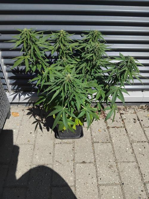 Royal Queen Seeds - Milky Way F1 Auto. Week 8