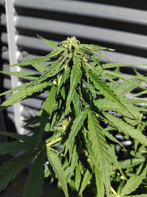 Milky Way F1. Week 8