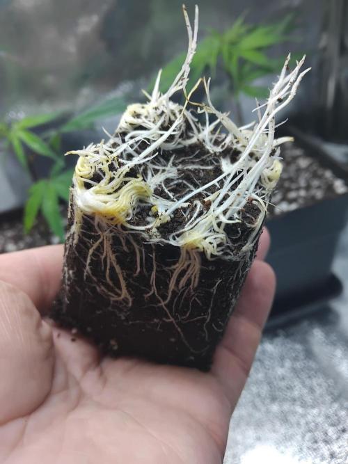 Seedsman White widow reg. female clone. Week 3