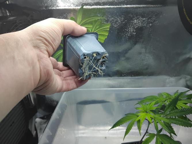 Seedsman White widow reg. female clone. Week 3