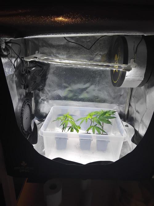 Seedsman White widow reg. female clone. Week 3
