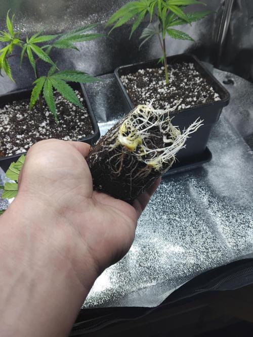 Seedsman White widow reg. female clone. Week 3