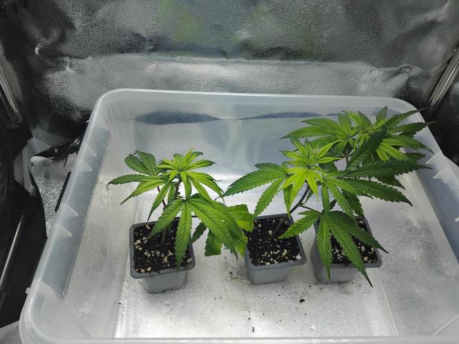 Seedsman White widow reg. female clone. Week 3