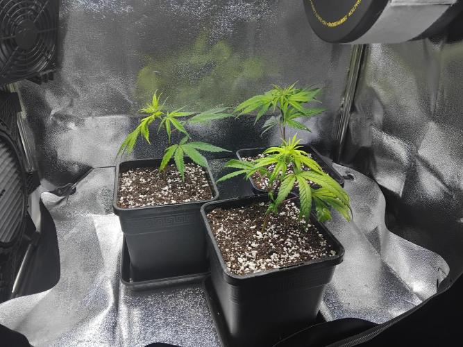 Seedsman White widow reg. female clone. Week 3