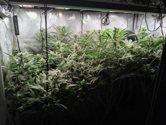Barneys Farm - O.G Kush feminized. Week 9