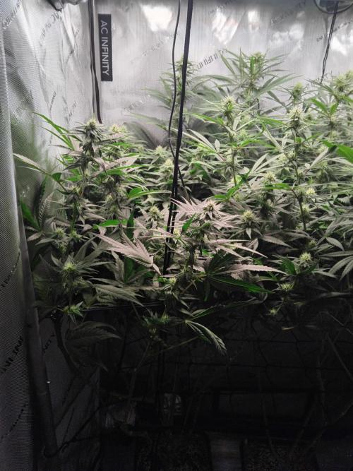 Barneys Farm - O.G Kush feminized. Week 9