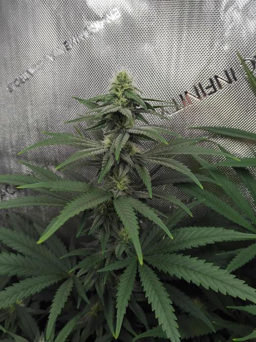 Barneys Farm - O.G Kush feminized. Week 9