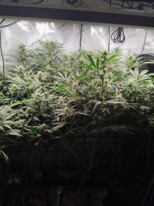White Widow Seedsman Regular. Week 11