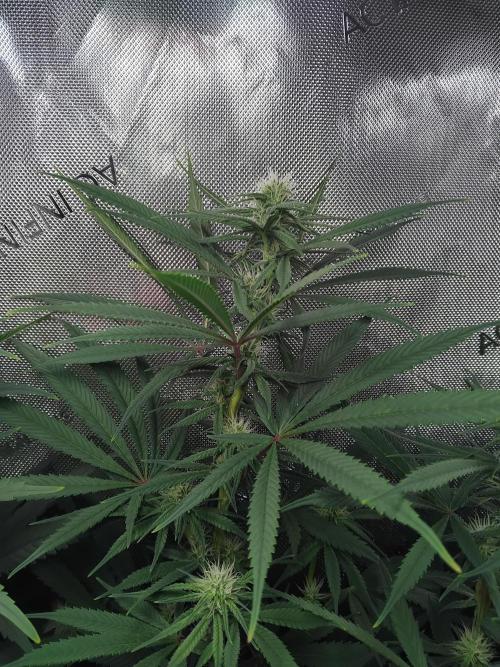 White Widow Seedsman Regular. Week 11