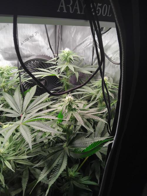 420 Fastbuds - Mystery plant from 5pack.. Week 9