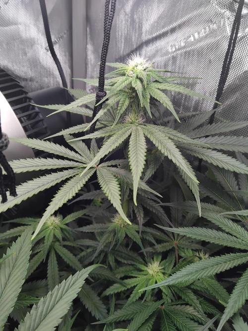 420 Fastbuds - Mystery plant from 5pack.. Week 9