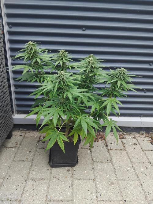 Royal Queen Seeds - Milky Way F1 Auto. Week 9