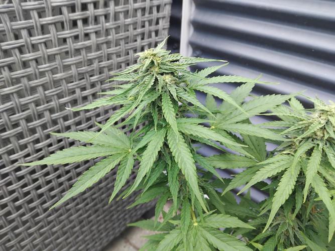 Milky Way F1. Week 9
