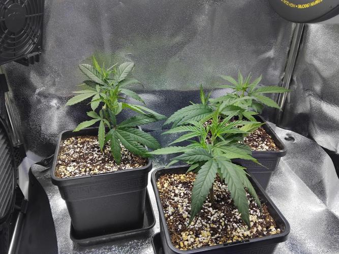 Seedsman White widow reg. female clone. Week 4