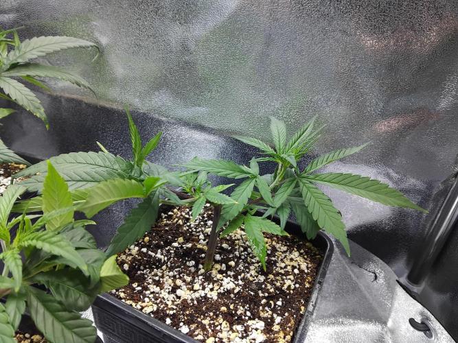 Seedsman White widow reg. female clone. Week 4