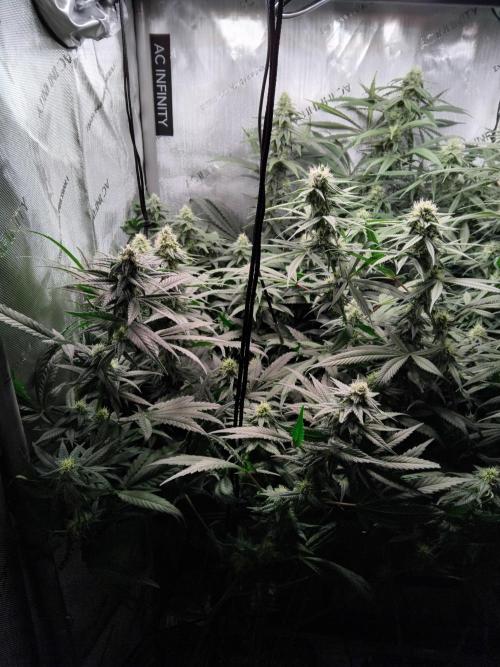 Barneys Farm - O.G Kush feminized. Week 10