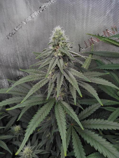 Barneys Farm - O.G Kush feminized. Week 10