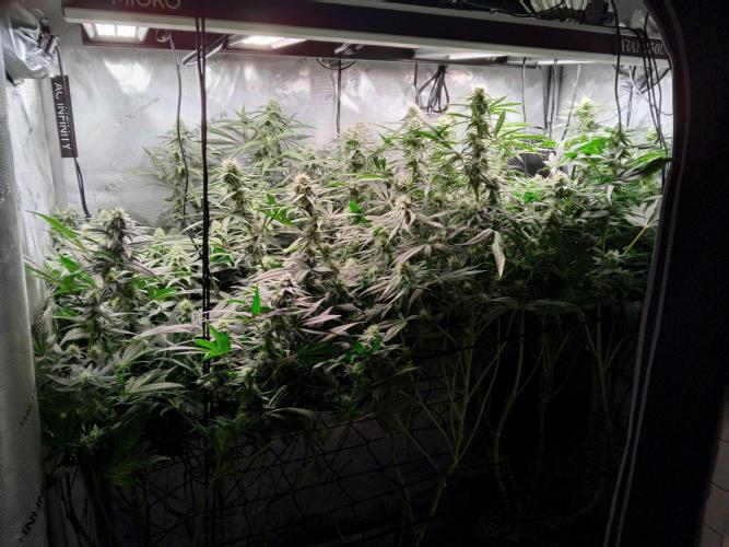White Widow Seedsman Regular. Week 12