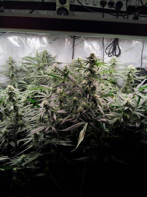 White Widow Seedsman Regular. Week 12