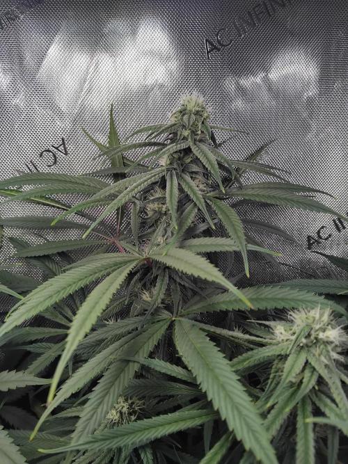 White Widow Seedsman Regular. Week 12