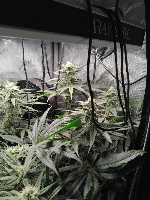 420 Fastbuds - Mystery plant from 5pack.. Week 10