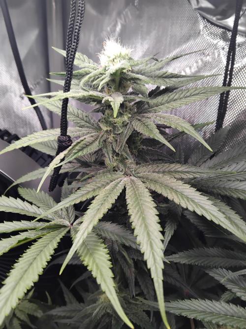420 Fastbuds - Mystery plant from 5pack.. Week 10