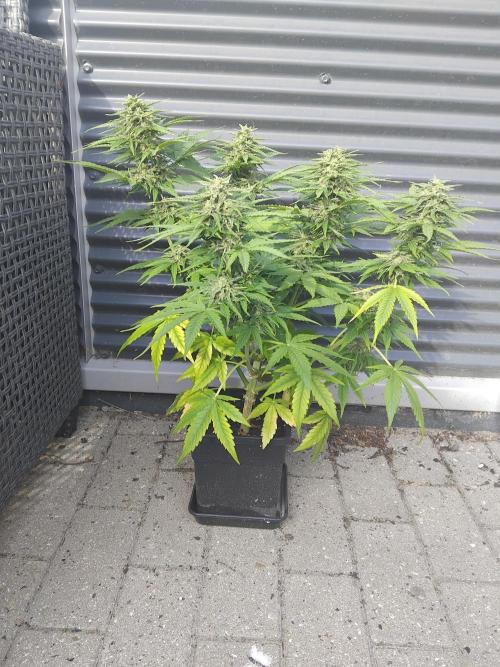 Royal Queen Seeds - Milky Way F1 Auto. Week 10