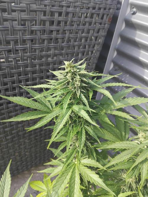 Milky Way F1. Week 10