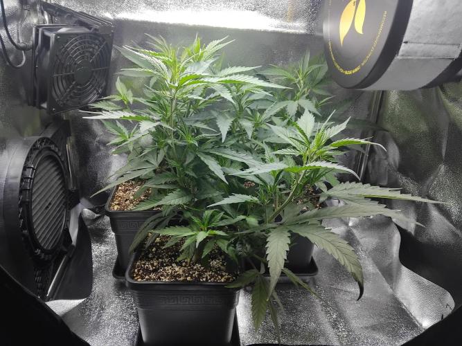 Seedsman White widow reg. female clone. Week 5