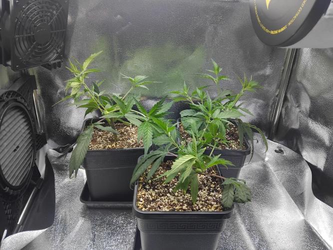 Seedsman White widow reg. female clone. Week 5