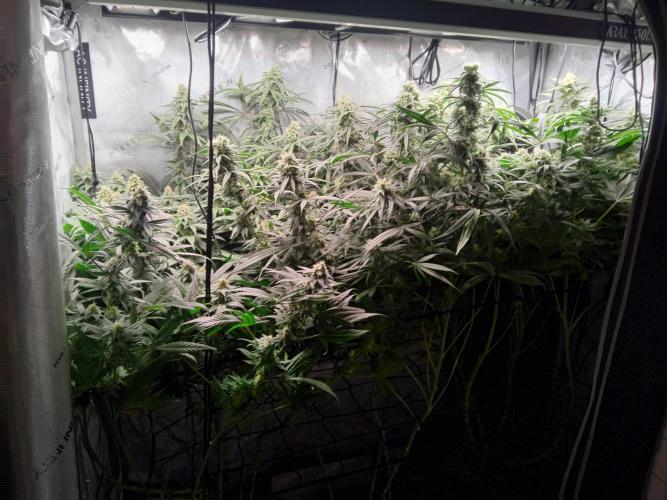 Barneys Farm - O.G Kush feminized. Week 11