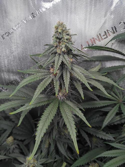 Barneys Farm - O.G Kush feminized. Week 11
