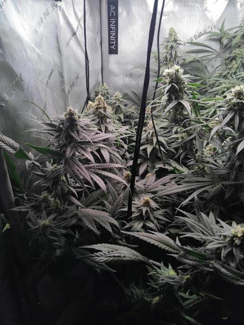 Barneys Farm - O.G Kush feminized. Week 11